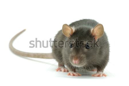 Stok fotoğraf: Sıçan · yalıtılmış · beyaz · burun · Evcil · sevimli