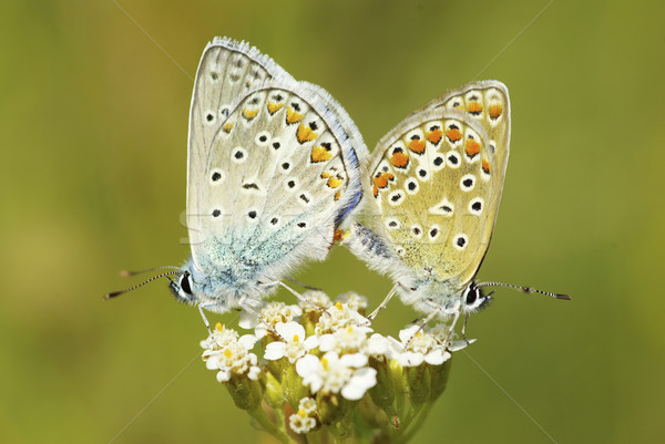  butterfly  Stock photo © Pakhnyushchyy