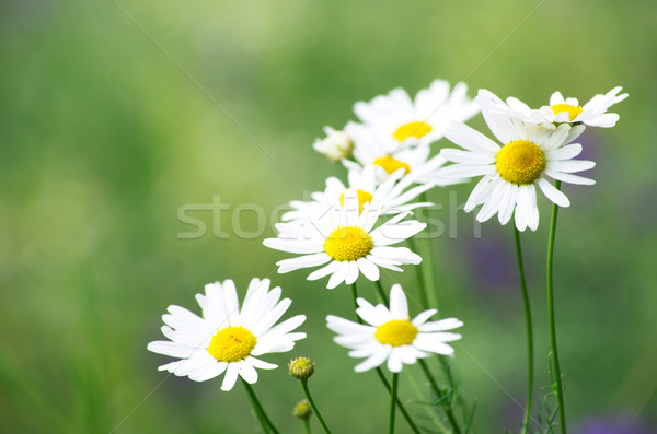 Zöld fű virág háttér nyár zöld százszorszép Stock fotó © Pakhnyushchyy