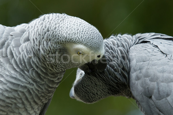 parrot  Stock photo © Pakhnyushchyy