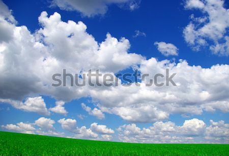 Câmp Blue Sky primăvară iarbă natură peluză Imagine de stoc © Pakhnyushchyy