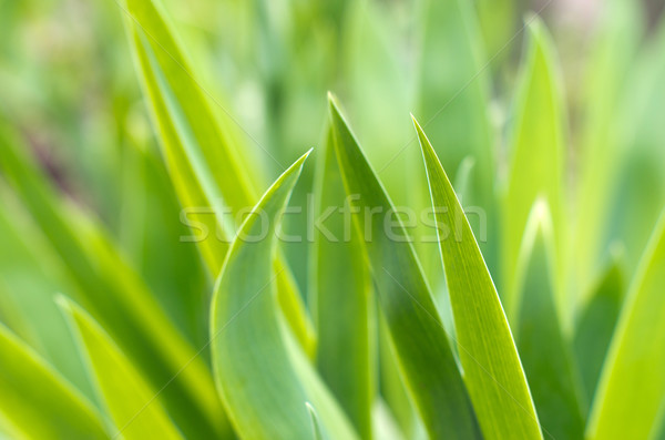 green grass Stock photo © Pakhnyushchyy