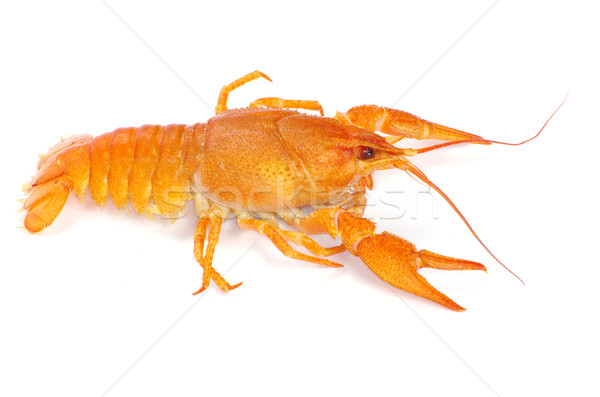 crayfish  Stock photo © Pakhnyushchyy