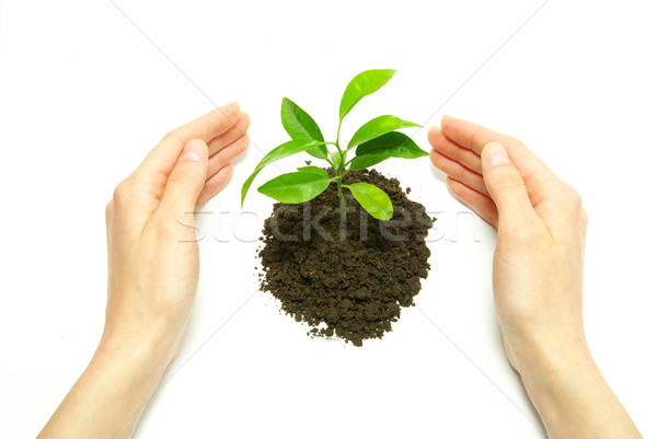 hands holding sapling in soil   Stock photo © Pakhnyushchyy