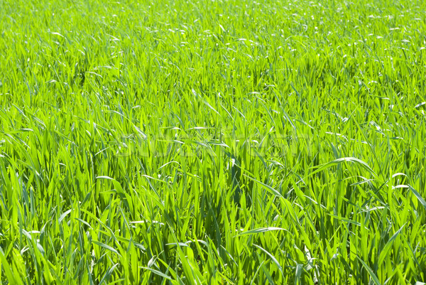 grass backgrounds Stock photo © Pakhnyushchyy