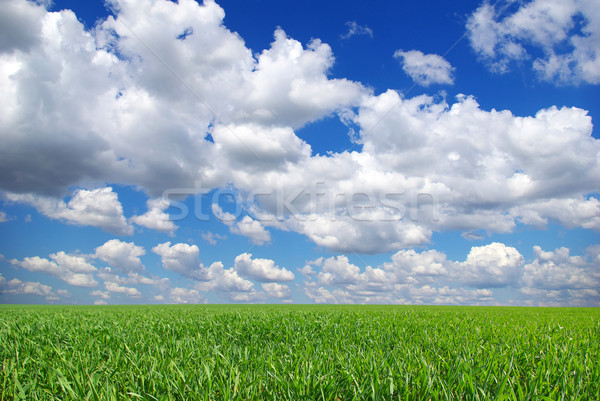 Paysage domaine ciel bleu printemps herbe été [[stock_photo]] © Pakhnyushchyy
