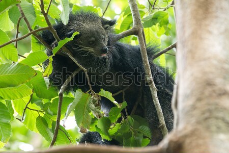 Rar animal natură pisică negru Imagine de stoc © Pakhnyushchyy