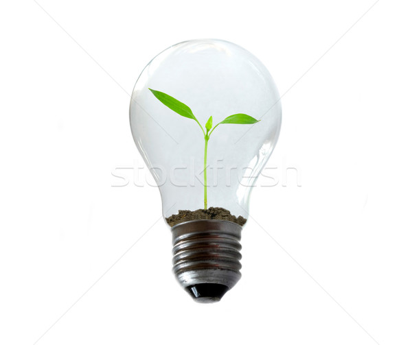 Новая жизнь лампа свет жизни завода Идея Сток-фото © Pakhnyushchyy