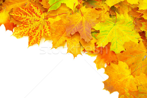 autumn maple leafs  Stock photo © Pakhnyushchyy