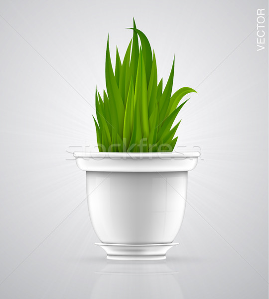 ストックフォト: 白 · 植木鉢 · 緑の草 · 花 · 春 · 草