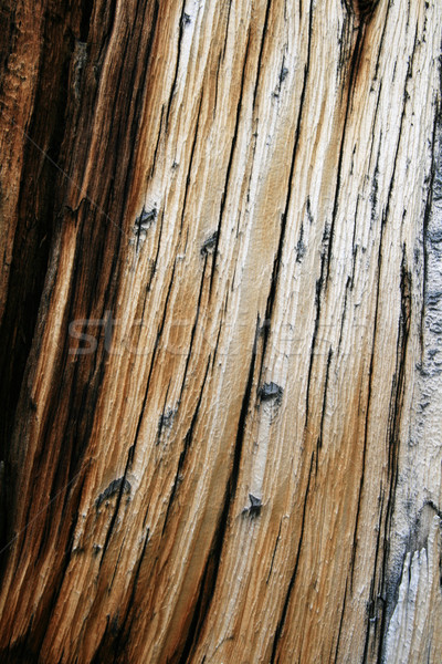 splitting trunk detail Stock photo © pancaketom
