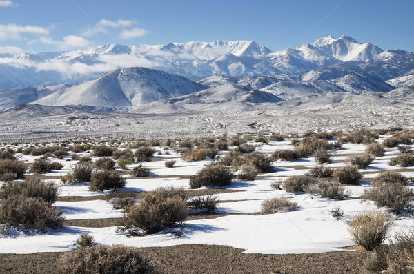 Desert Winter Stock photo © pancaketom