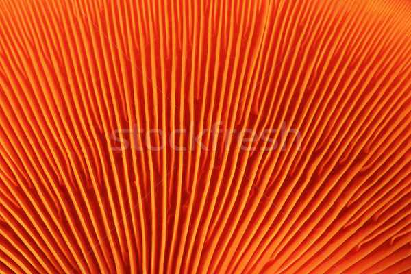 orange mushroom gills Stock photo © pancaketom