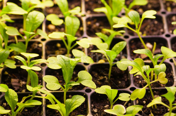sprouting seedlings Stock photo © pancaketom