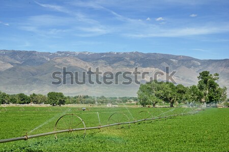 Foto stock: Roda · linha · irrigação · alfafa · campo