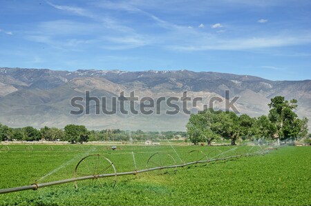 колесо линия орошение люцерна области Сток-фото © pancaketom