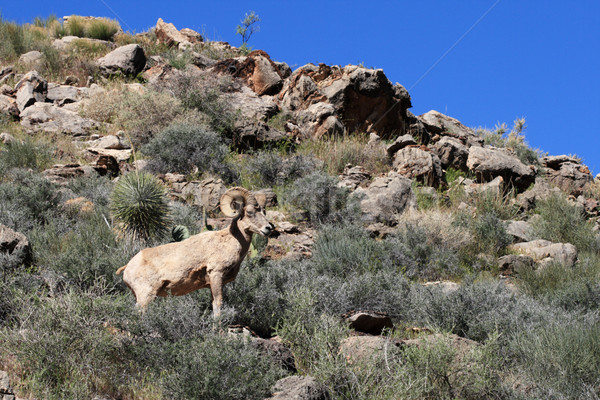 desert bighorn sheep Stock photo © pancaketom