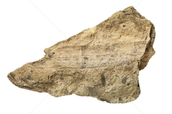 植物 化石 孤立 白 岩 石 商業照片 © pancaketom