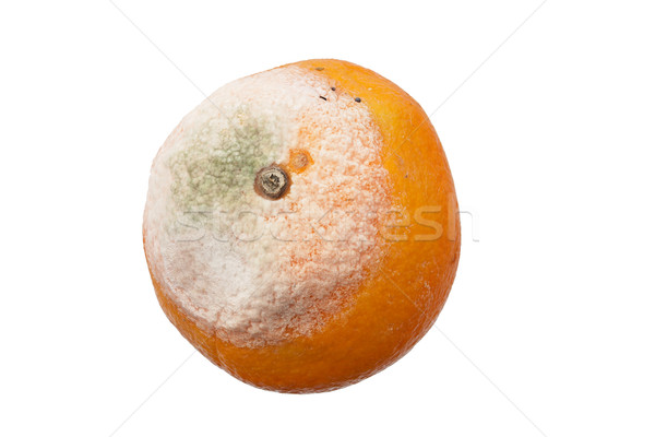 Moldy Orange Stock photo © pancaketom