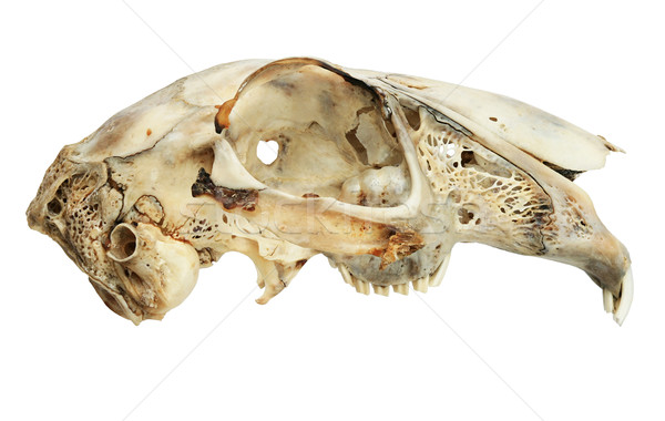isolated hare skull Stock photo © pancaketom
