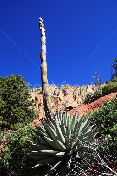 agave stalk Stock photo © pancaketom