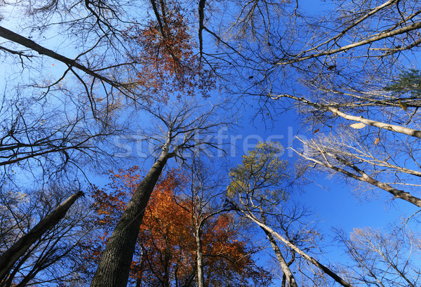 fall tree tops Stock photo © pancaketom