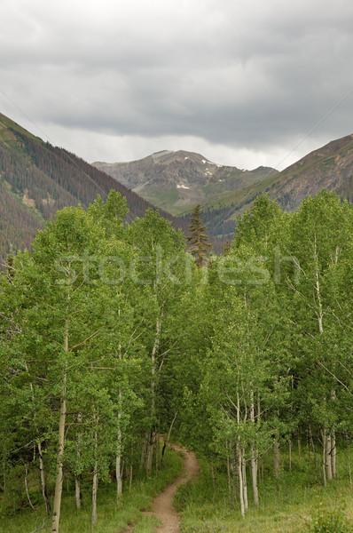 Trail Into Aspen Copse Stock photo © pancaketom