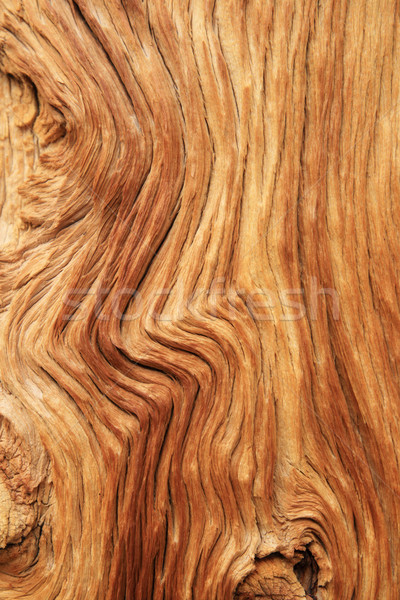 curved wood grain Stock photo © pancaketom