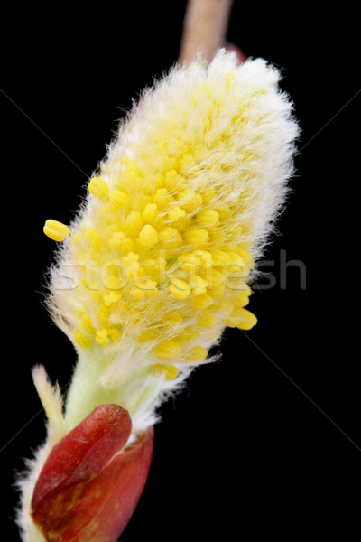 Inflorire păsărică salcie galben macro negru Imagine de stoc © pancaketom
