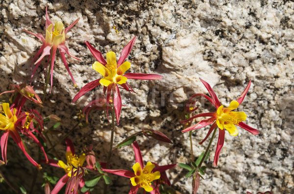 Columbine Wildflowers Stock photo © pancaketom