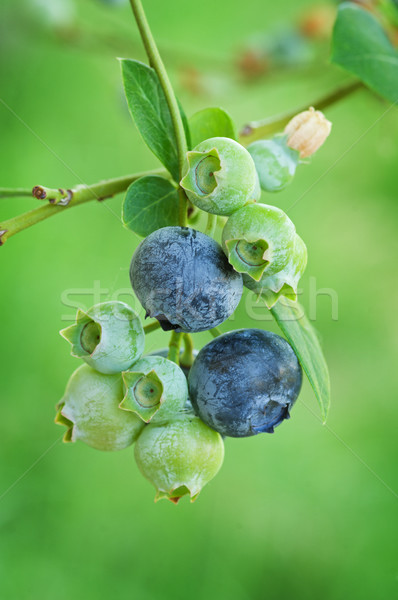 Blueberries Stock photo © pancaketom
