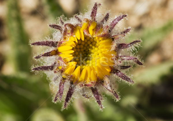 Alpine Gold wildflower Bud Stock photo © pancaketom