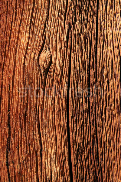 weathered trunk detail Stock photo © pancaketom