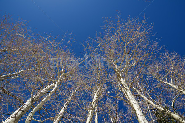 Bare Aspen Tree Tops Stock photo © pancaketom