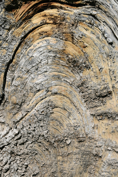 Vetas de la madera arco capeado edad pino fondo Foto stock © pancaketom