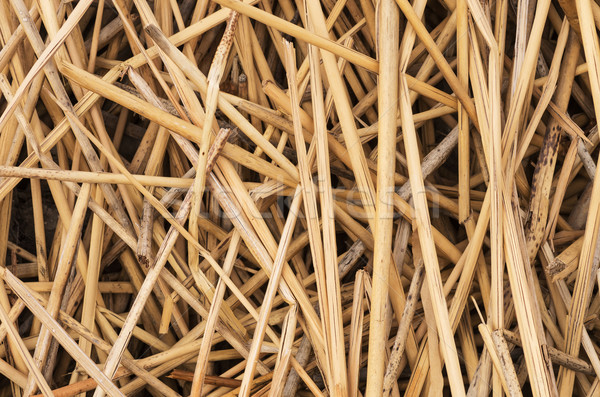 Dead Reeds Background Stock photo © pancaketom