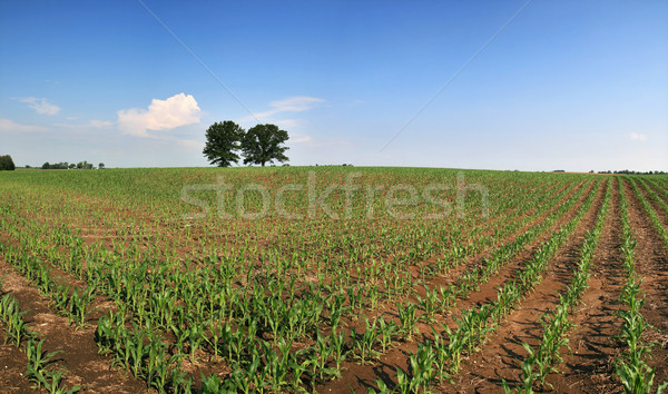 corn field panorama Stock photo © pancaketom
