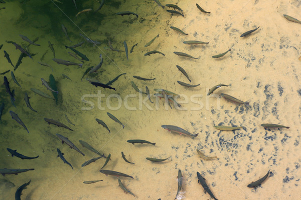 rainbow trout Stock photo © pancaketom