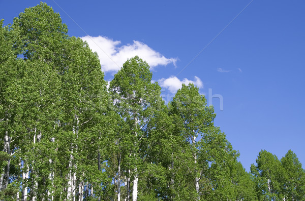 aspen tree tops Stock photo © pancaketom