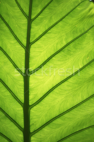 elephant ear leaf detail Stock photo © pancaketom