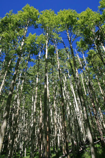 sunny spring aspen grove Stock photo © pancaketom