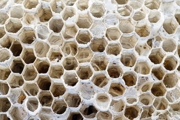 Paper Wasp Nest Stock photo © pancaketom
