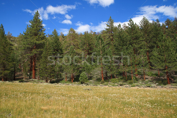 Sierra Meadow Stock photo © pancaketom