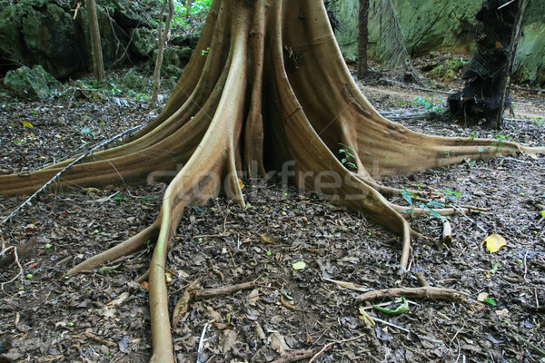 fig tree root buttresses Stock photo © pancaketom