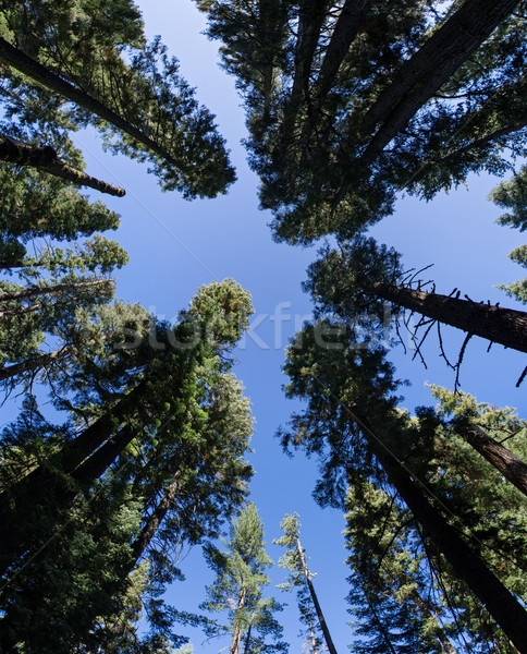 Lasu perspektywy widoku w górę wiecznie zielony Zdjęcia stock © pancaketom