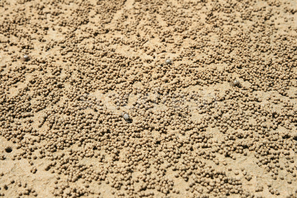 sand bubbler crab balls Stock photo © pancaketom