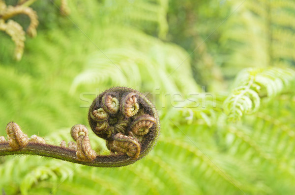 Stock foto: Baum · fern · heraus · Schwerpunkt · grünen