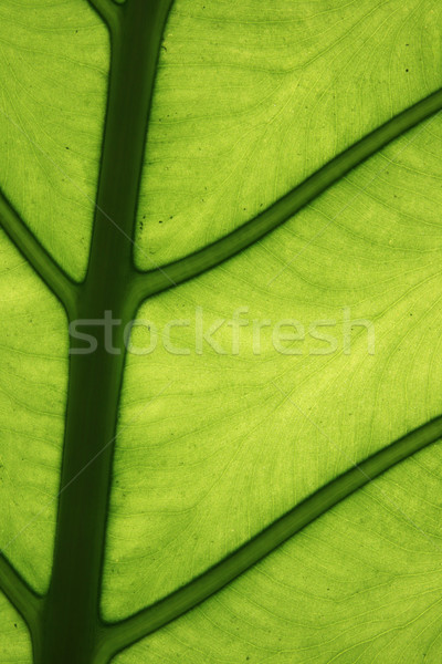 tropical leaf detail Stock photo © pancaketom