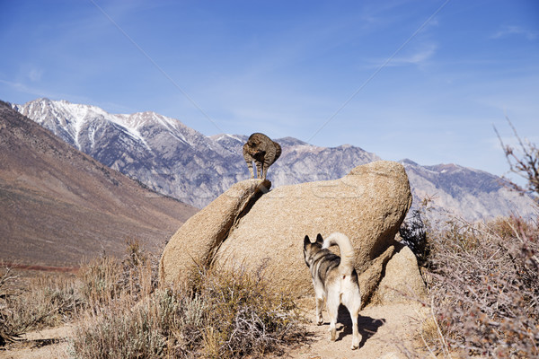 Kat hond confrontatie rock omhoog beneden Stockfoto © pancaketom
