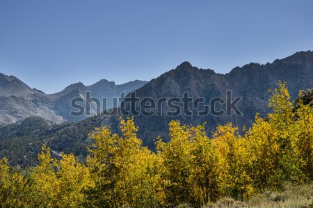 Fall Aspen Color Stock photo © pancaketom